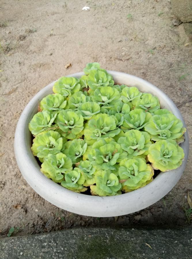 Leisure In كالي المظهر الخارجي الصورة